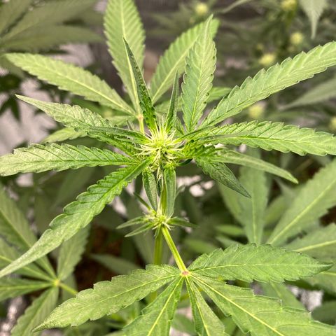 Cherry Cosmo growlog timeline photo