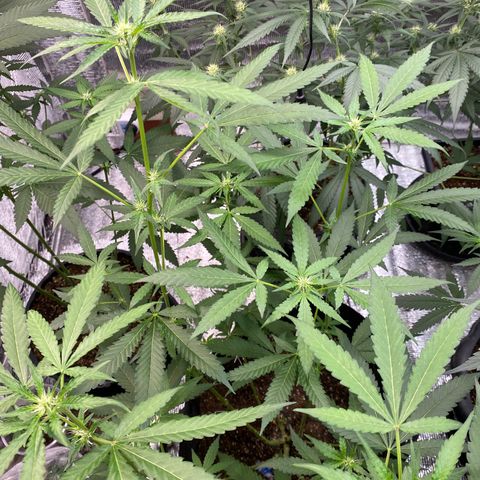 Cherry Cosmo growlog timeline photo