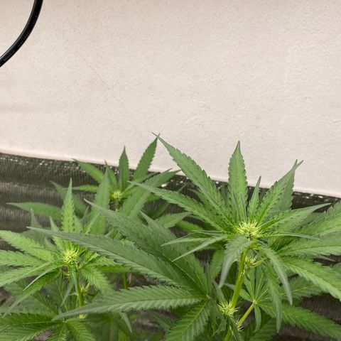 Cherry Cosmo growlog timeline photo
