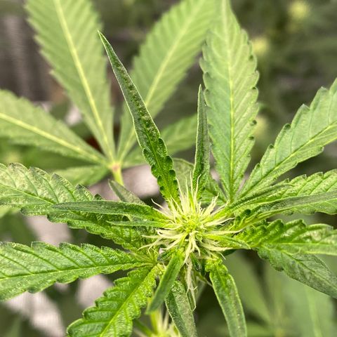 Cherry Cosmo growlog timeline photo