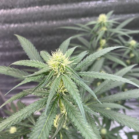 Purple pine apple growlog timeline photo