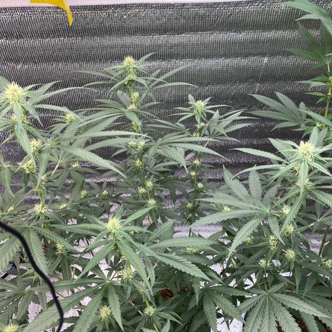 Purple pine apple growlog timeline photo