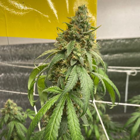 Purple pine apple growlog timeline photo