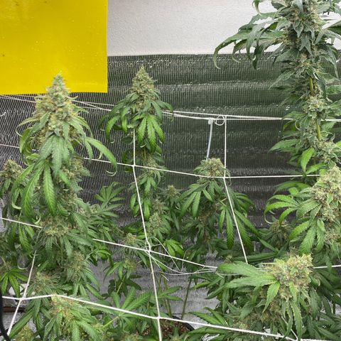 Purple pine apple growlog timeline photo