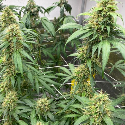 Straw berry temple growlog timeline photo