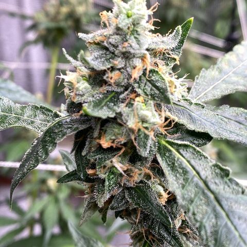 Cherry Cosmo growlog timeline photo