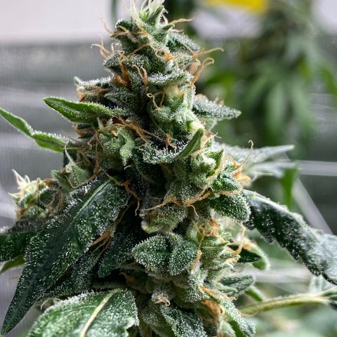 Cherry Cosmo growlog timeline photo