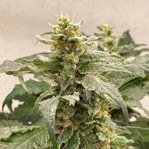 Cherry Cosmo growlog timeline photo