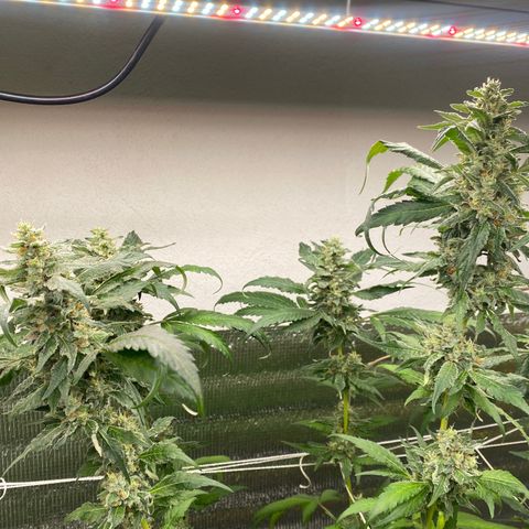 Cherry Cosmo growlog timeline photo