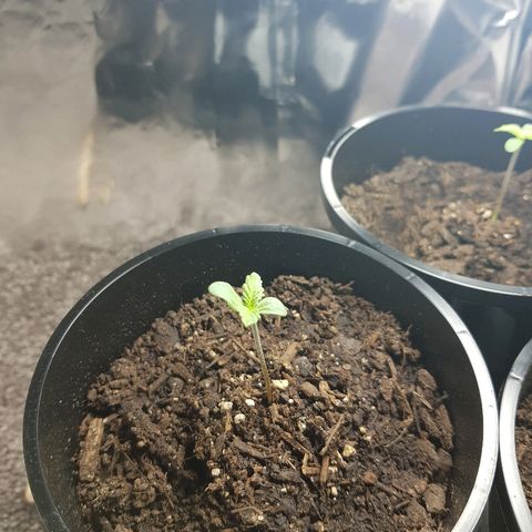 Ganja 1 growlog timeline photo
