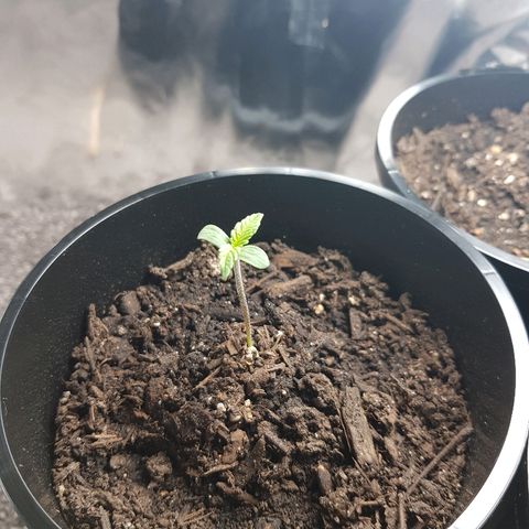 Ganja 1 growlog timeline photo