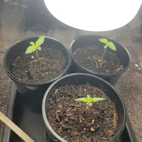 Ganja 1 growlog timeline photo