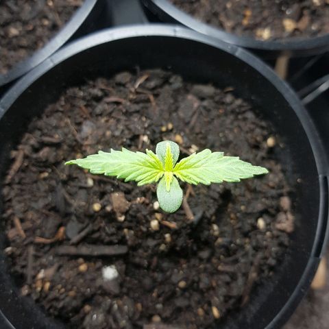 Ganja 1 growlog timeline photo