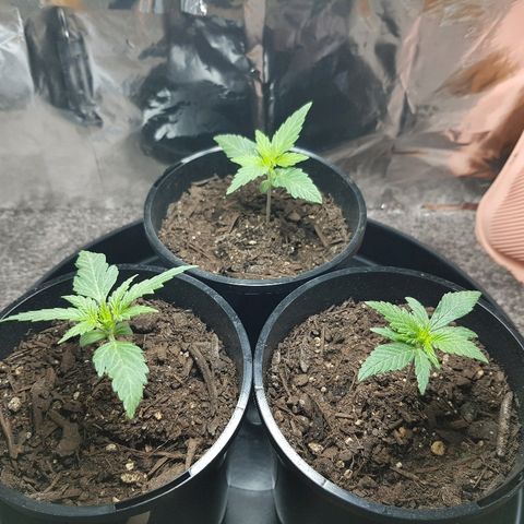 Ganja 3 growlog timeline photo