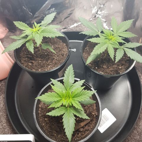 Ganja 1 growlog timeline photo