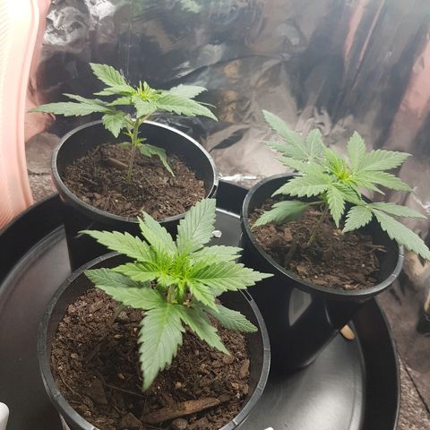 Ganja 1 growlog timeline photo