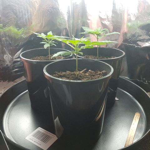 Ganja 1 growlog timeline photo