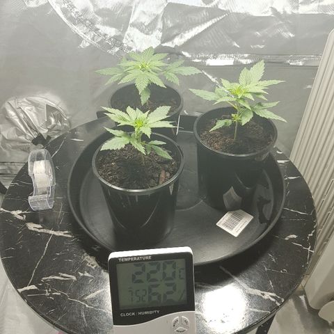 Ganja 1 growlog timeline photo