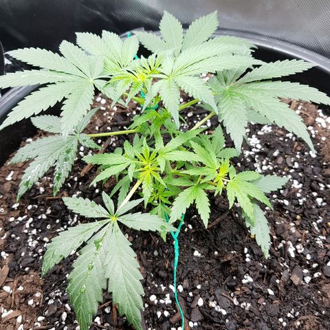 Ganja 1 growlog timeline photo