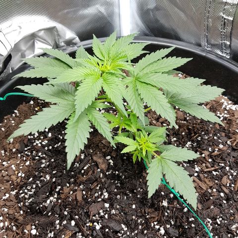 Ganja 1 growlog timeline photo