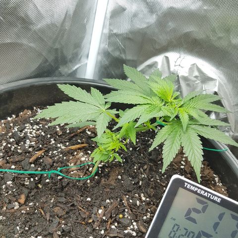 Ganja 1 growlog timeline photo