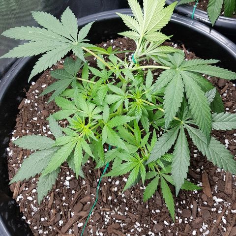 Ganja 1 growlog photo: Immediately after 2nd LST