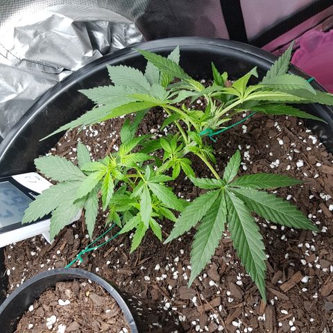 Ganja 3 growlog photo: Immediately after 2nd LST