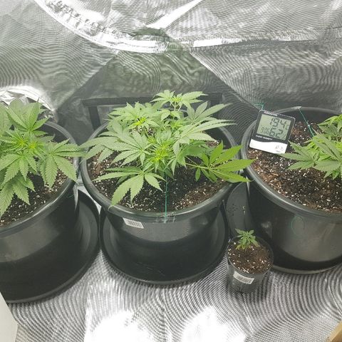 Ganja 1 growlog timeline photo