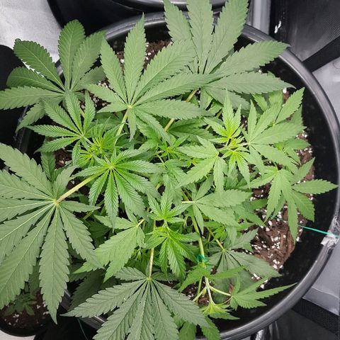 Ganja 1 growlog photo: Photo immediately after LST on lower cola raising past canopy level