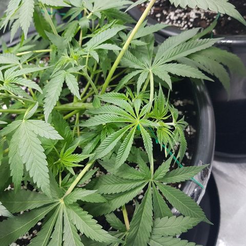 Ganja 1 growlog photo: Re-trained main cola