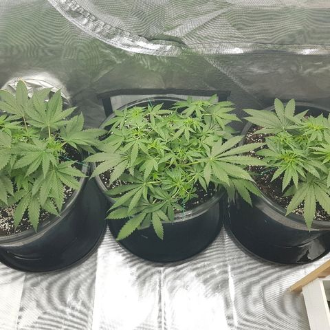 Ganja 1 growlog photo: Plants showing good healthy growth