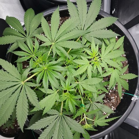 Ganja 1 growlog timeline photo