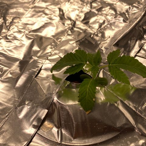 Blue On Black growlog timeline photo