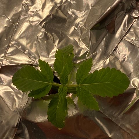 Blue On Black growlog timeline photo