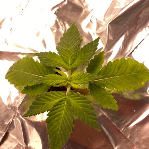 Blue On Black growlog timeline photo
