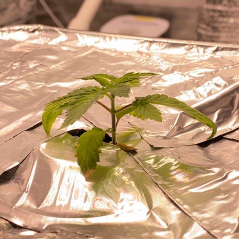 Blue On Black growlog timeline photo