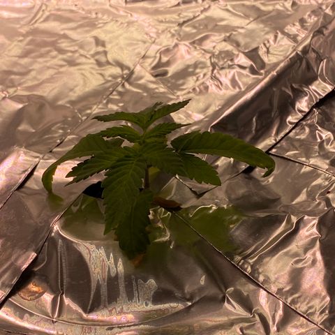 Blue On Black growlog timeline photo