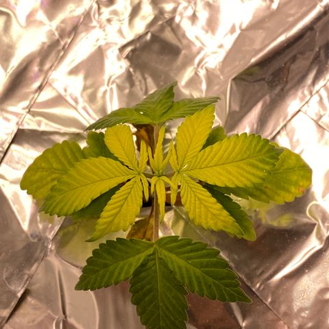 Blue On Black growlog timeline photo