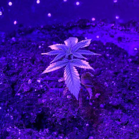 Blue On Black growlog timeline photo