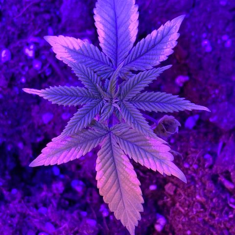 Blue On Black growlog timeline photo