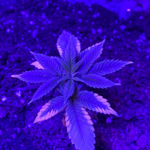 Blue On Black growlog timeline photo