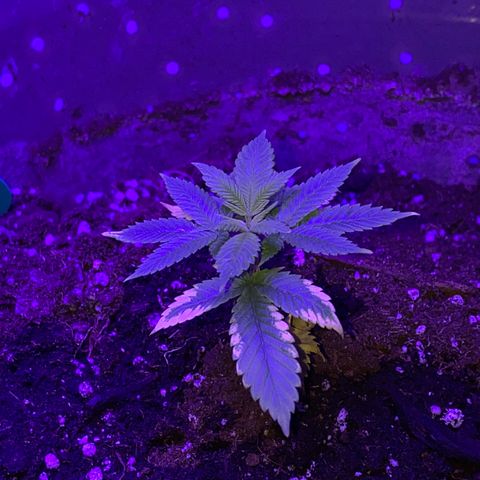 Blue On Black growlog timeline photo