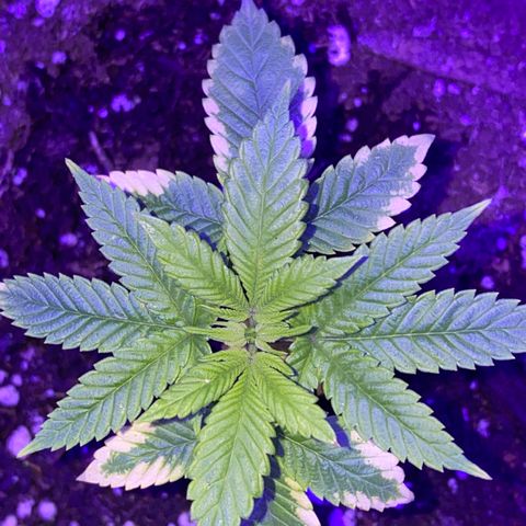 Blue On Black growlog timeline photo