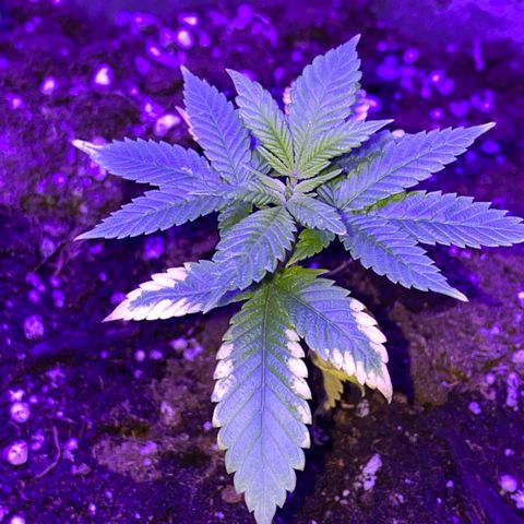 Blue On Black growlog timeline photo
