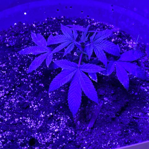 Blue On Black growlog timeline photo