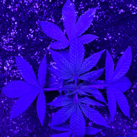 Blue On Black growlog timeline photo