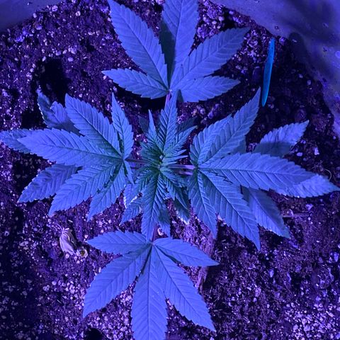 Blue On Black growlog timeline photo