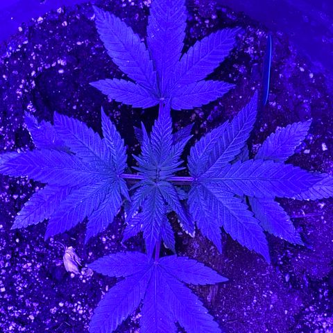 Blue On Black growlog timeline photo