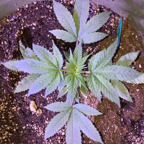 Blue On Black growlog timeline photo