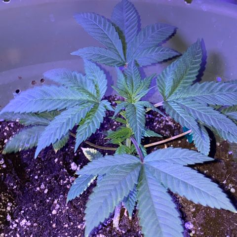 Blue On Black growlog timeline photo
